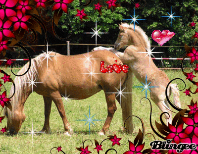 My Horse Love Picture 100090818