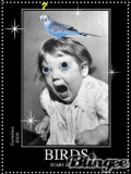 birds scary