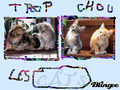 trop chou les  cats