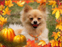 fall 09 2