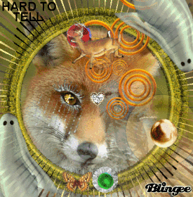 STAR FOX STAR FOX