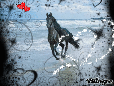 horse on the beach horse on the beach