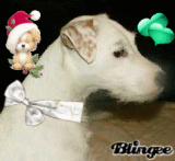 chien 