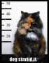 dog started it~kitty most wanted