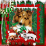 Christmas Puppies ~ SL