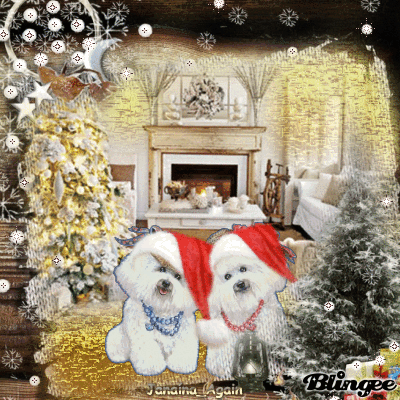 Christmas Bichon Frisè Picture #104032402 | Blingee.com