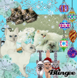 Kitty Kat Kristmas