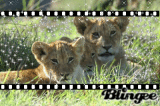 les lionceaux