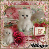 Le beau petit chaton