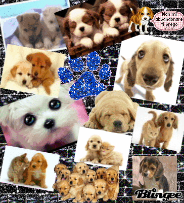 Immagine Cuccioli Tenerissimi 106216081 Blingee Com