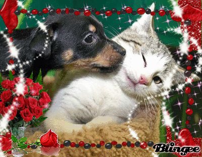 Dog Cat Kiss