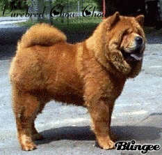pure breed chow chow