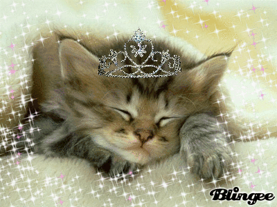 Résultat de recherche d'images pour "chaton mimi""