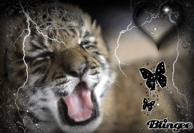 b&eacute;b&eacute; tigre