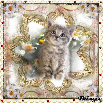 cat cat