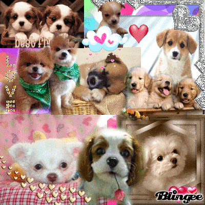 a bunch of puppies puppies picture 108686509 blingee a bunch of puppies puppies picture 108686509 blingee