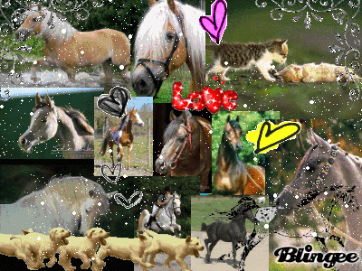 Elevage du Cèdre Enchanté, Chien, Chats, Chevaux...