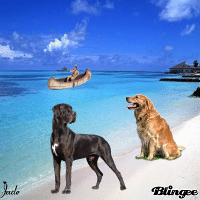 jade chiens