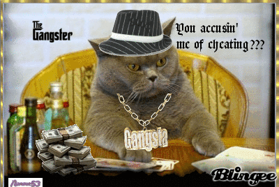 Poker cat