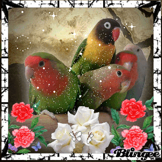 Loritos Fotografia 111465829 Blingee Com