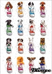 Puppies in Coverse Puppies in Coverse