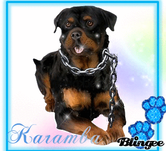 rottweiler rottweiler