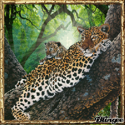 Selva Selva