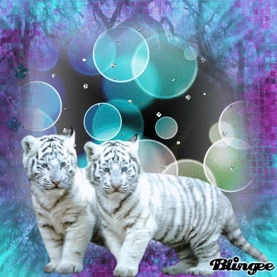 Baby Snow Tigers Picture 112456713 Blingee Com