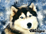 loup loup