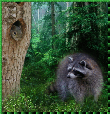 baby squirrel and raccoon spring and summer picture baby squirrel and raccoon spring and summer picture