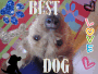 Nouschka, the best dog ♥