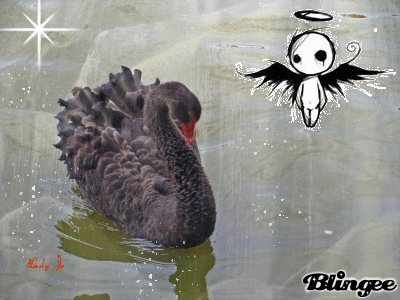 Le cygne noir....