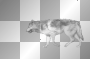 wolf 02