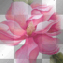 pink flower