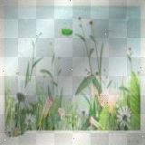 field of flowers