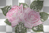 PISONILLA ROSA ROSA