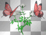 red butterflies