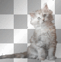 Cat Cat
