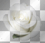 pure white rose flower summer transparent ²u