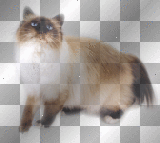 cat ludmilla1959 