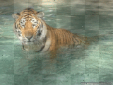 Tigre na agua