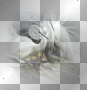 amon // birds