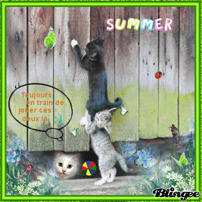 JEUX DE CHATS JEUX DE CHATS