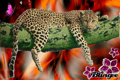 leopard