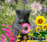 Summer cat 2