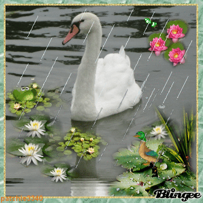 LE CYGNE DE CLARENS LE CYGNE DE CLARENS