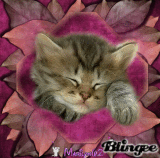 VRAIMENT TROP MIGNON !