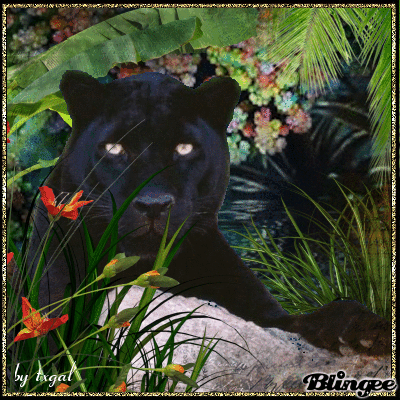 Black Panther Black Panther