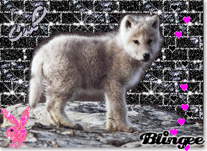 baby wolf picture 115928945