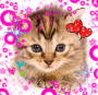 SoftKitnz SoftKitnz